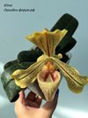 Paphiopedilum  concolor var. longipetalum 